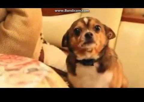 A reação de um cachorrinho ao receber uma bronca